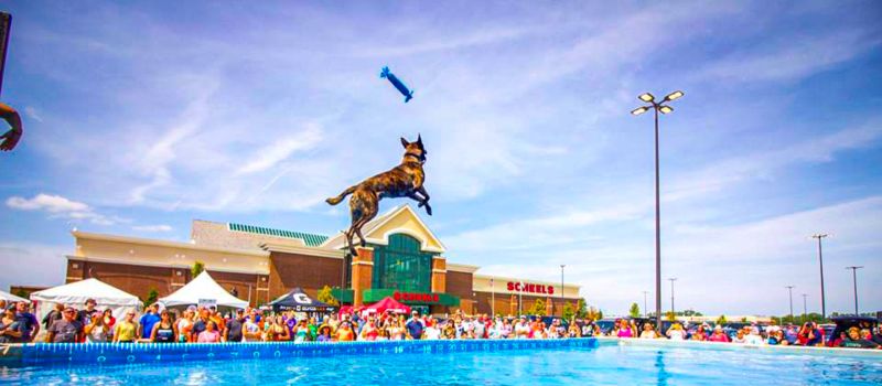 DockDogs